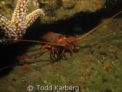 Spiny Lobster taken at the La Jolla Kelp Beds.  Shot with... by Todd Karberg 